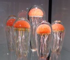 Orange Ribbed Jellyfish