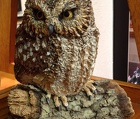 Owl on a log