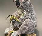 Large Koala