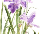 St. Augustine Iris
