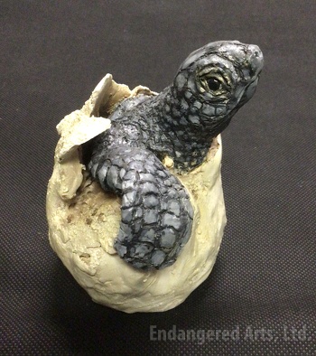 Baby Loggerhead Turtle in Shell