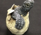 Baby Loggerhead Turtle in Shell